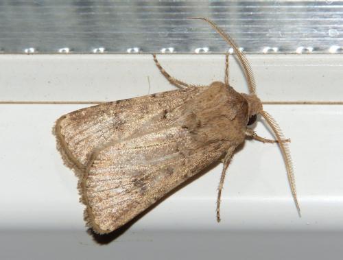 Réf. 196 820 : Agrotis bigramma